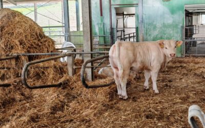 Holdem, micro allevamenti di bovini in Abruzzo